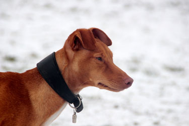Hundebetreuung Friedrichshain 1
